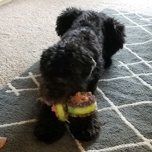 Meet your Posher, Tosha